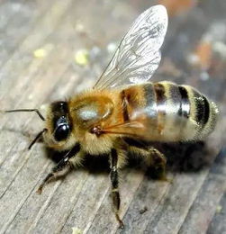 蜜蜂的知识有什么
