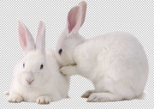 梦见白色兔子表示什么