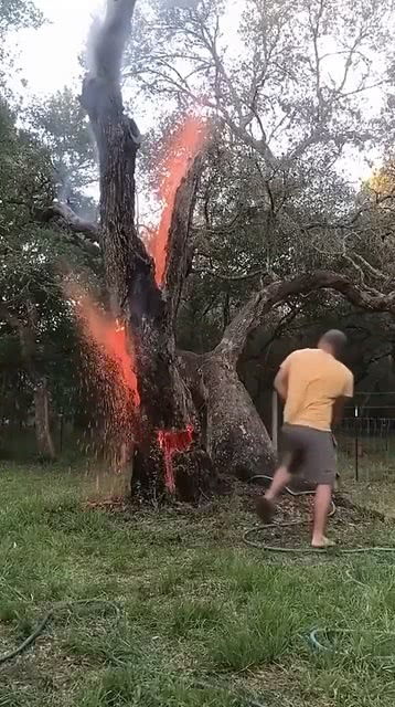 这火树是怎么形成的,雷劈的吗 