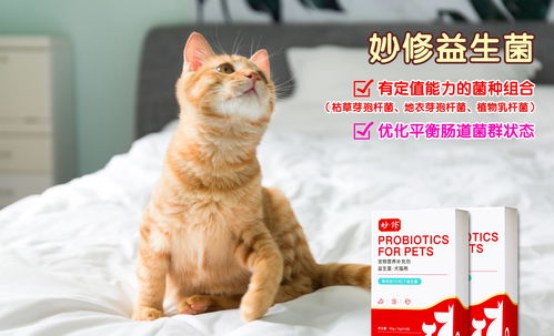 美短猫呕吐是怎么回事