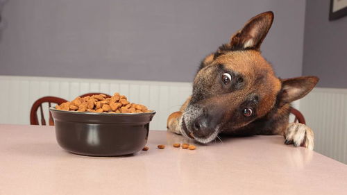 为什么很多狗狗吃饭时,总喜欢把食物从碗里叼到地上 