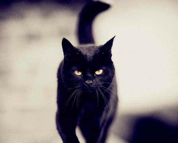 黑猫看见主人给它拍照,它立马就变脸了,这样子也太可爱了