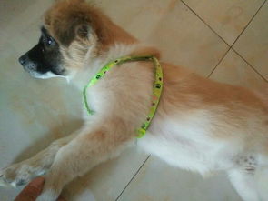 想问一下我家狗狗是博美串串吗,买的时候说是博美串串,四个月了,耳朵有点大,现在在脱毛 