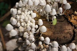 蘑菇摄影