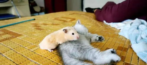 家中有仓鼠的不能养猫 错了,其实猫咪对它根本不感兴趣
