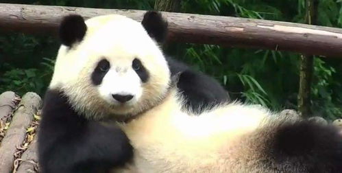 吃素的大熊猫也会咬人 它将会被如何让处理,原来都是情有可原