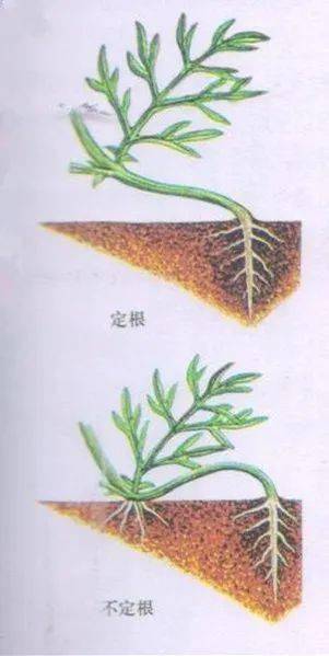 植物的根有什么作用?,植物的根有什么作用?