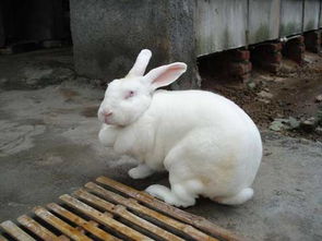 发展獭兔养殖业 农业科技 中国兴农网 