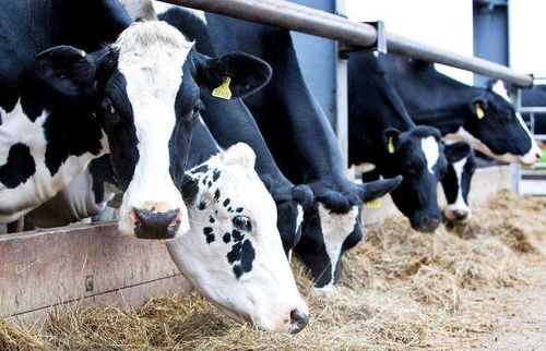 牛尿素中毒治疗方法,尿素喂牛的正确方法,养殖户快来了解