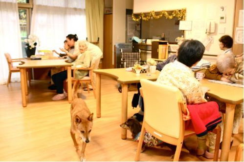 暖心陪伴 日本唯一可以 养宠物的养老院 是怎么做到的