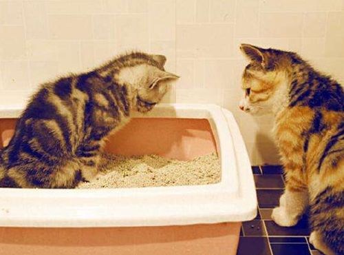 猫的尿味太重了怎么办,猫咪尿完总是很臭怎么办 