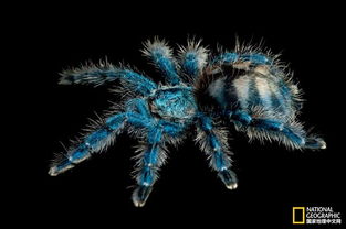 i星座秘语 蜘蛛恐惧症 十张照片让你从此爱上蜘蛛
