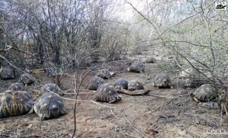 马达加斯加再次查获7000多只稀珍辐射龟,其中266只龟己病亡