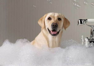 给狗狗洗澡需要知道哪些常识 狗狗洗澡常识 