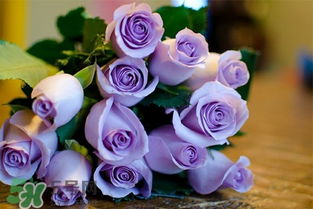 送紫玫瑰有什么含义 紫色玫瑰代表什么意思