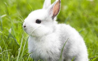 兔子为什么不吃窝边草 兔子不吃窝边草的意思