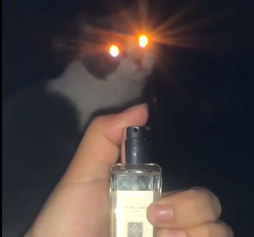 主人给自己喷香水,猫咪刚好路过,反射出吓人的双眼