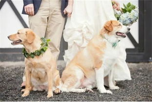 这才是养狗的姑娘,觉得最美的婚礼