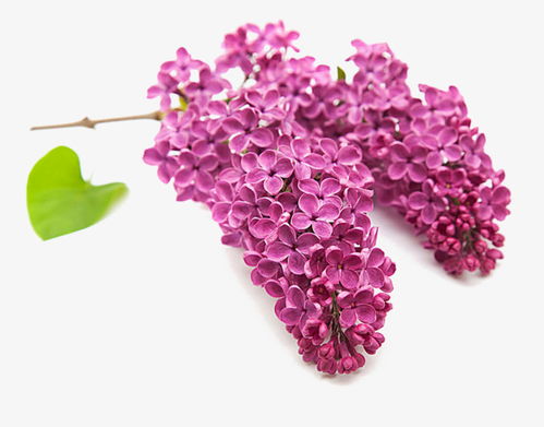 关于紫藤花和丁香花的诗句