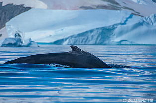 南极冰川鲸鱼喷水 