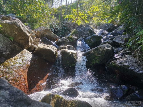 原始森林保护区之百花岭 一