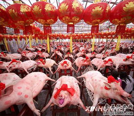 广东汕头 赛大猪 数百头猪场面壮观 