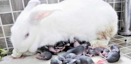 为什么兔宝宝刚出生,就要被兔妈妈给吃掉 知道原因后让人无奈