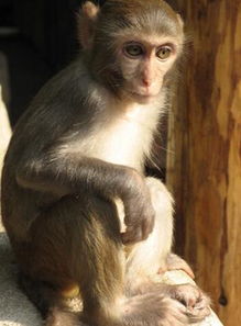 属猴人的出生年份影响其一生命运及2018年的生活