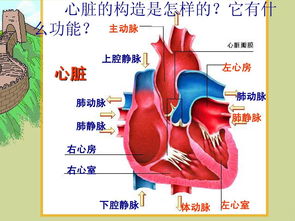 心脏大血管解剖图 信息评鉴中心 酷米资讯 Kumizx Com