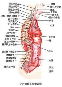 人体神经结构图 