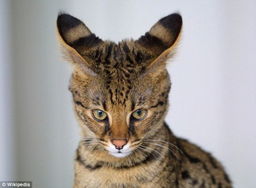 非洲杂交热带草原猫在美国受热捧 