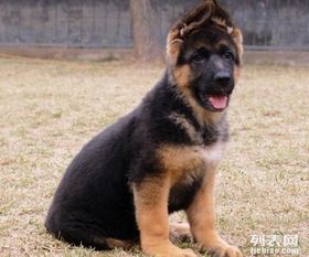上海哪里有卖德牧上海德牧犬多少钱上海德牧犬好养吗上海德牧照片