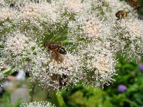蜜蜂,花,性质,花园,昆虫 