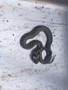 山东潍坊,我家院子发现的一条蛇,请问相关专业人士这条小蛇是什么蛇 