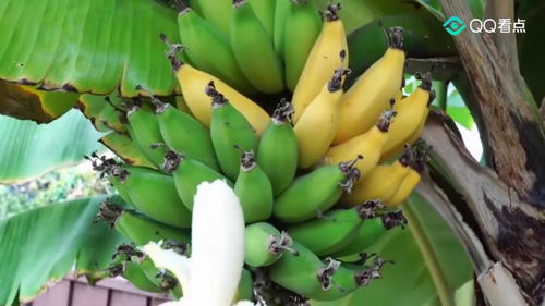 芭蕉树哪里可以吃