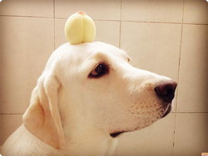 狗狗可以吃桃子吗 会不会拉肚子 狗狗吃桃子的正确方法
