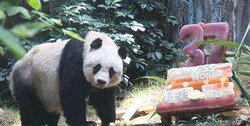 我国的国宝寿命最长的熊猫 你知道活了有多久吗