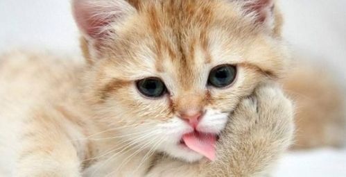 什么样的猫咪需要吃化毛膏 猫猫吃了化毛膏有作用吗