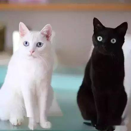 黑猫和白猫黑白配,简直帅呆了