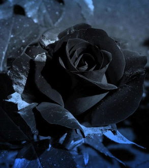 一朵玫瑰花黑色背景 图片欣赏中心 急不急图文 Jpjww Com