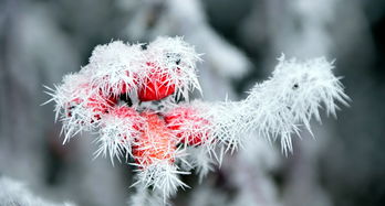 雪隐隐，一场飘渺而深刻的冬日邂逅，雪隐隐对,什么?