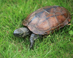 中华草龟哪种越养越有价值？