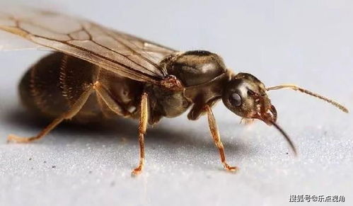 为什么有的蚂蚁能进化出翅膀 蚂蚁眼中的世界,和人有什么不同