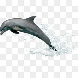 免费下载 海豚出水图片大全 千库网png 