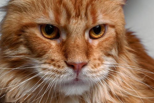 猫咪的鼻子会变色,是什么原因造成的 猫咪主人需要为此担心吗 