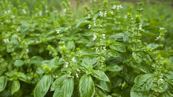 日本埼玉县蔬菜种植（日本 种菜）