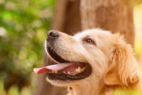 养狗的人比不养狗的人,血管疾病风险降低31 科学研究给出答案