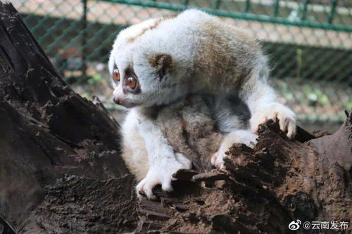 全国首例 人工养殖条件下繁殖的蜂猴宝宝在芒市诞生