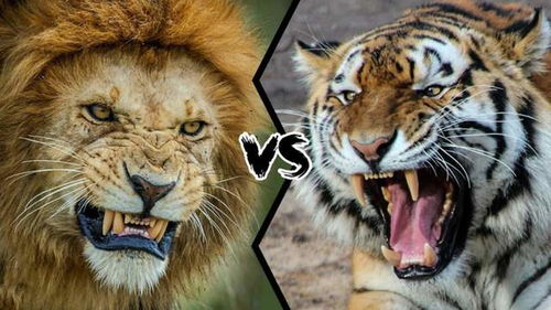 老虎vs狮子,谁才是真正的万兽之王 2022虎年先行版