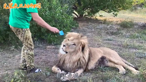 给狮子梳毛 俄罗斯动物园饲养员的手艺太高了 